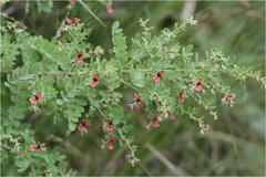 Indigofera mysorensis